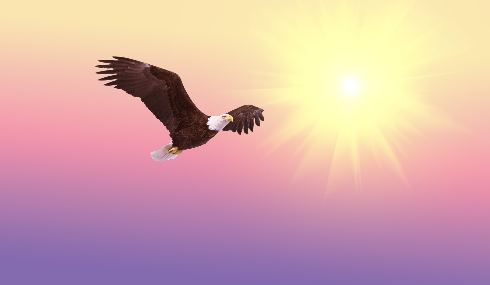 Soaring Eagle Graphic